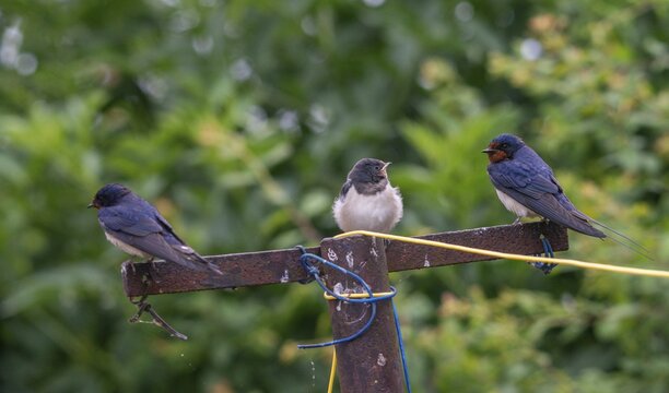 Hirundo rustica, barn swallow, birds, young bird, juvenile, passeri, swallows, songbirds, birds