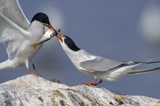 Common tern, common tern, sterna hirundo, birds, charadriiformes, feeding, flying, flight, feeding, limikolen, terns, sternidae, tern, birds