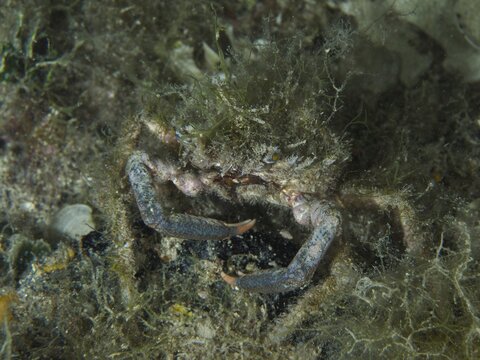 Crab, little Mediterranean spider crab (Maja crispata), which camouflages itself with seaweed and crawls along the seabed, dive site: Hausriff, Stoja, Pula, Croatia, Mediterranean Sea