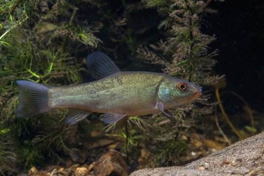 Schleie, Tench, Tinca Tinca, Doctor Fish, Fishes, Pisces