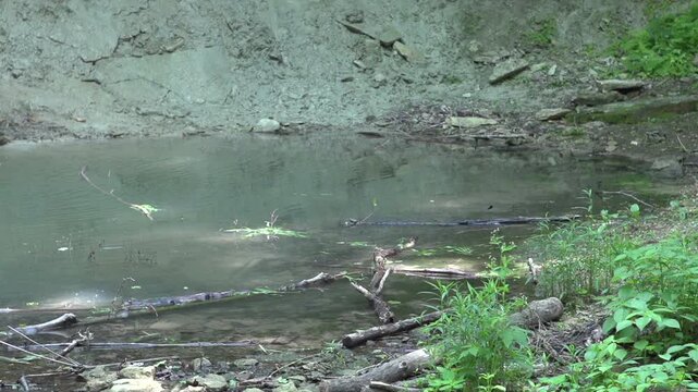 Water area with butterflies in slow motion
