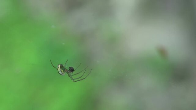Spider in web chewing on bug carcass
