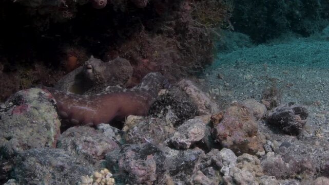 Octopus Reaching Tentacle From Under Rock Underwater