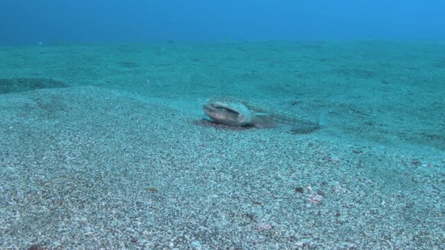 Atlantic Lizardfish Eating a Flounder Underwater, Tenerife
