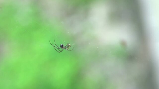 Spider in web pan shot slow motion
