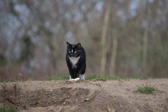 Black domestic cat with white socks and nose markings walking gracefully on a sandy surface.
