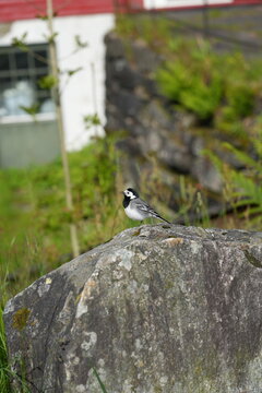 White wagtail perched on a rock beside a rural Norwegian road and green hillside.