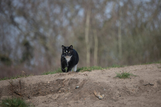 Black domestic cat with white socks and nose markings walking gracefully on a sandy surface.