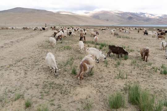 pashmina goats pacing in Ladakh  India