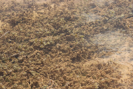 Underwater Plants and Algae Growing on Muddy Lake Bed