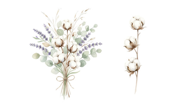 Watercolor cotton stems and eucalyptus bouquet with lavender sprigs isolated on a white background floral isolated on a transparent background