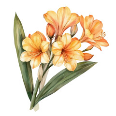 Obraz premium watercolor of Clivia Branch draw graphic, isolated on a white background.