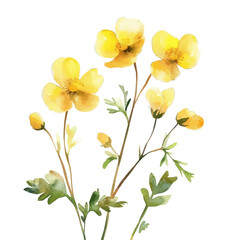 Fototapeta premium Buttercup Branch, watercolor painting with colorful accents, isolated on a white background.