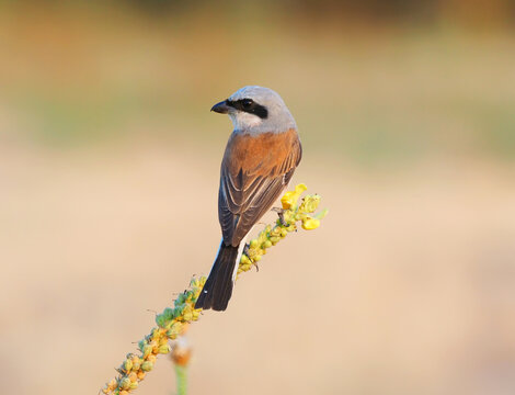 Male red-backed shrike (Lanius collurio) perched on yellow mullein flower