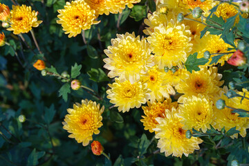 Naklejka premium Dense blooming yellow double decorative chrysanthemum morifolium, flowers in garden. Bright autumn floral background with fresh blossoms, buds and green foliage. Plant breeding, gardening, cultivation
