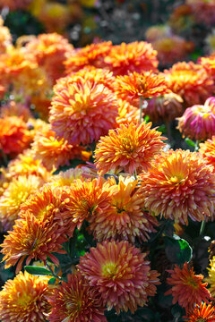 Orange double chrysanthemum, garden mum flowers and unopened buds blooming in a sunny autumn garden. Beautiful seasonal floral landscape in botanical park. Plant breding, gardening, cultivation