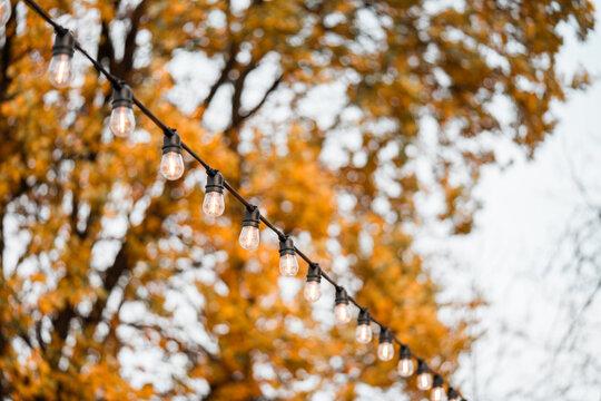 Outdoor string light bulbs on golden autumn foliage with soft bokeh background. Cozy seasonal cafe and patio decor for fall festivals, Thanksgiving, Halloween, garden parties and outdoor celebrations.