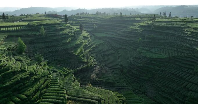 Aerial view of beautiful tea crop terrace landscape in China