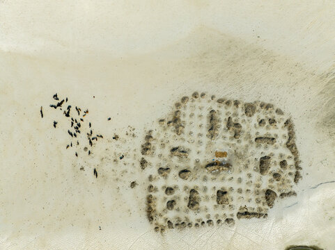 Aerial view of a grid-like pattern of excavated pits in a sandy landscape with a small herd of cattle grazing nearby in Bogura, Rajshahi Division, Bangladesh.