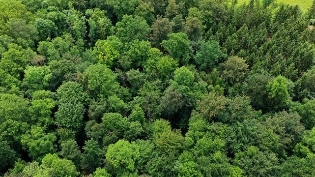 Summer green tree top in forest. Natural scenery of green forest aerial landscape. Nature landscape. Aerial top view of forest tree. Nature environment. Green tree forest from top, 4k footage