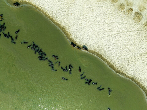 Aerial view of a herd of water buffalo swimming in a river alongside a sandy riverbank in Bogura, Rajshahi Division, Bangladesh.