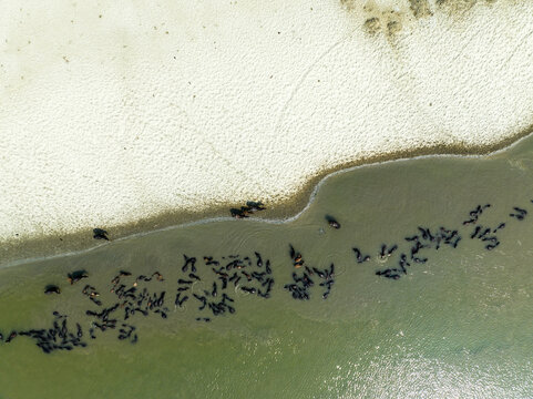 Aerial view of a herd of water buffalo wading in the shallow river water along a sandy riverbank in Bogura, Rajshahi Division, Bangladesh.