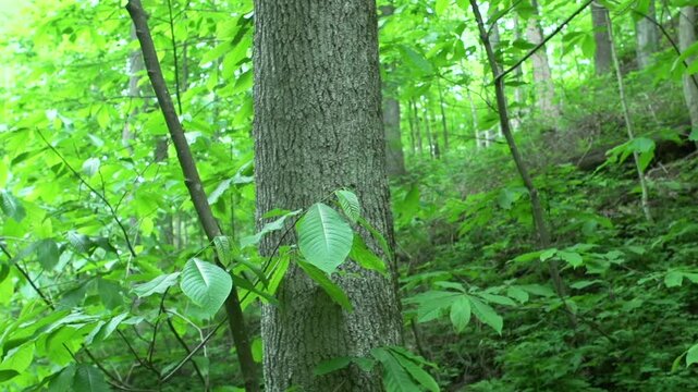 Forest wide angle pan
