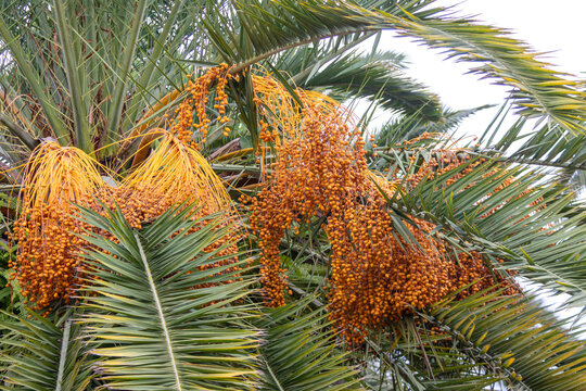 Bunches of yellow dates on Canary Island date palm (Phoenix canariensis). Focus on botany, tropical flora, and dates for stock.