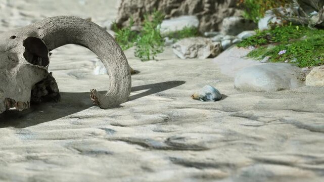 The skull of an animal with a curved horn lies on sandy ground. Surrounding it are small rocks and patches of green plants, showing signs of nature in this area.