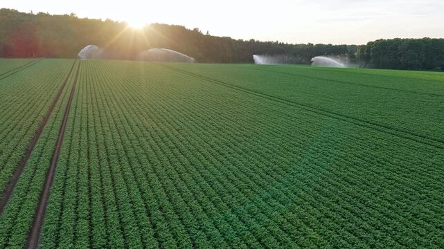 Organic vegetable farm. Water sprinkler irrigating field. Drip irrigation system. Crop irrigation sprinkler. Agriculture and farming. Irrigation system watering agricultural field in countryside