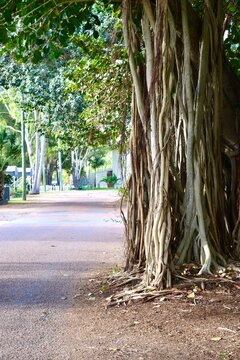 Banyan or strangler fig tree on Magnetic Island street in Queensland