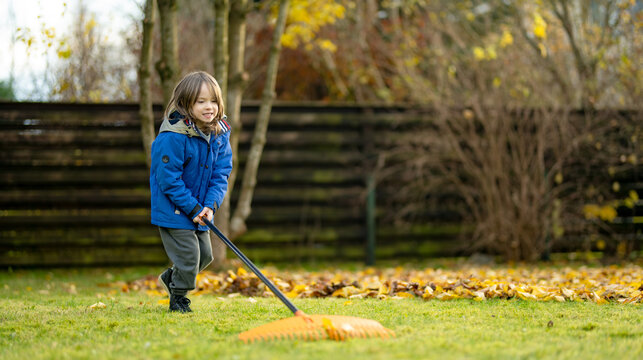 Young child helps rake fallen leaves in the backyard on an autumn day. Kid holding a garden rake outdoors, seasonal yard work and family gardening concept.