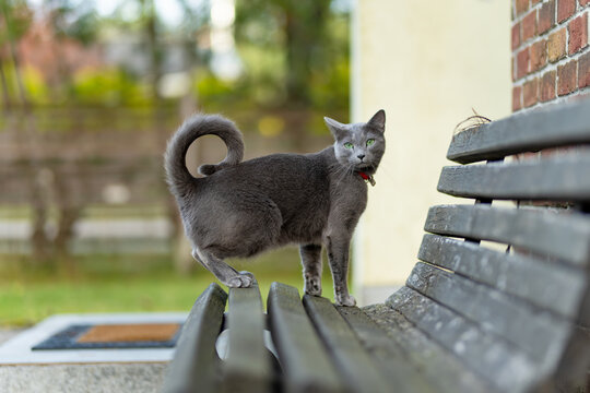 Russian Blue cat with green eyes and a red collar on a wooden bench during an autumn walk outdoors. Gray domestic cat explores a quiet residential garden.