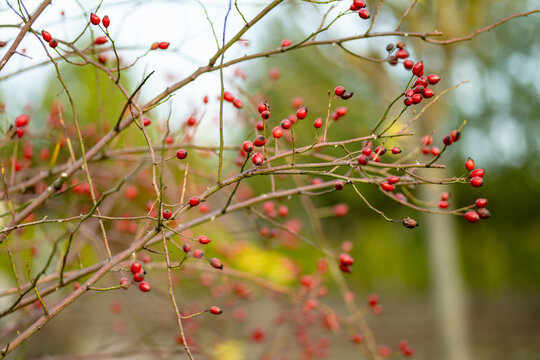 Red rose hips growing on bare thorny branches in an autumn garden. Ripe wild rose fruits create a colorful seasonal nature background with soft bokeh.