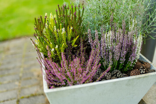 Heather and lavender plants grow together in a decorative outdoor planter. Seasonal container garden creates a natural arrangement beside the house.