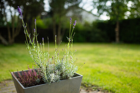 Heather and lavender plants grow together in a decorative outdoor planter. Seasonal container garden creates a natural arrangement beside the house.