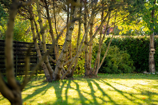 Pine trees growing in a green garden on a sunny autumn day. Low warm sunlight creates long dramatic tree shadows across the lawn among colorful fall foliage.