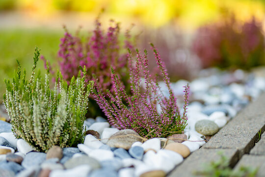 Pink heather grows among decorative white, gray and brown stones in a landscaped garden bed. Simple DIY yard decoration and low maintenance garden design.