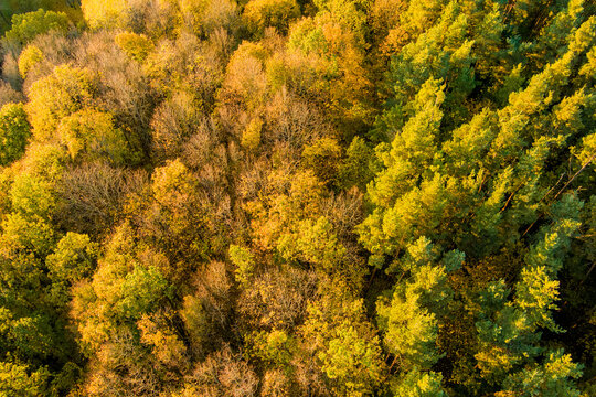 Top down aerial view of dense forest covered with golden and yellow autumn foliage. Colorful treetops create an abstract natural pattern photographed directly from above.