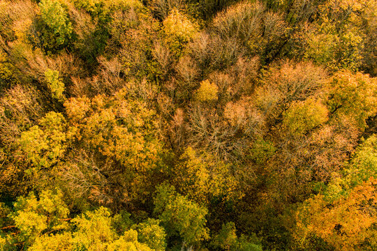 Top down aerial view of dense forest covered with golden and yellow autumn foliage. Colorful treetops create an abstract natural pattern photographed directly from above.