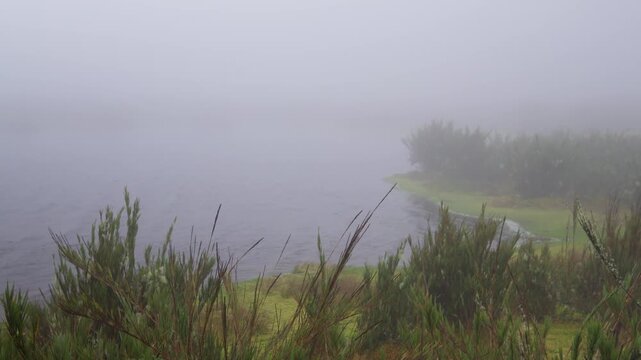 Foggy paramo landscape featuring espeletia plants