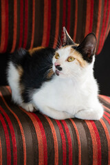 beautiful cat posing on a chair © gladys