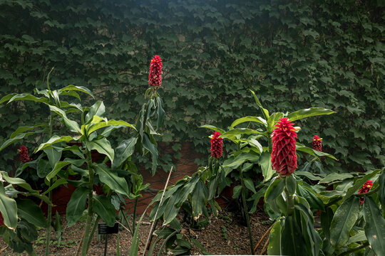 Vibrant Red Costus Comosus Spiral Ginger Flowers in Botanical Garden