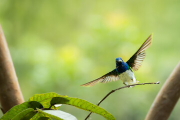 Naklejka premium Blue Hummingbird Landing on Thin Branch Over Green Tropical Foliage in Soft Light
