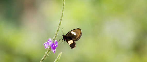 Butterfly feed on clusters of small white wild flowers in a close-up nature scene. © Nicolas Ospina