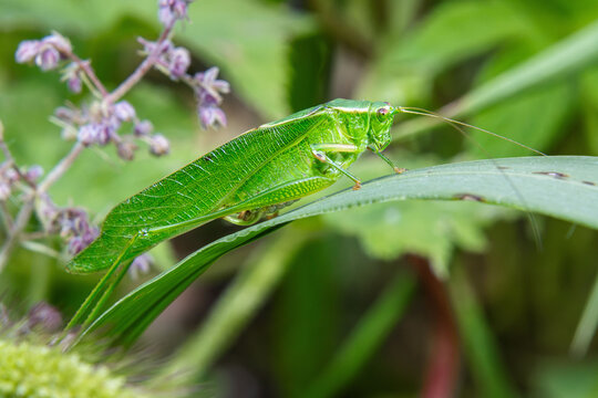 green katydid on a leaf closeup details face
