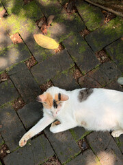 cat in the garden © Gabriella