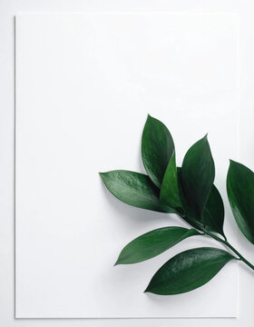 Green leaf branch on white background creates clean botanical composition with natural texture, copy space, and calm minimalist style for plant design