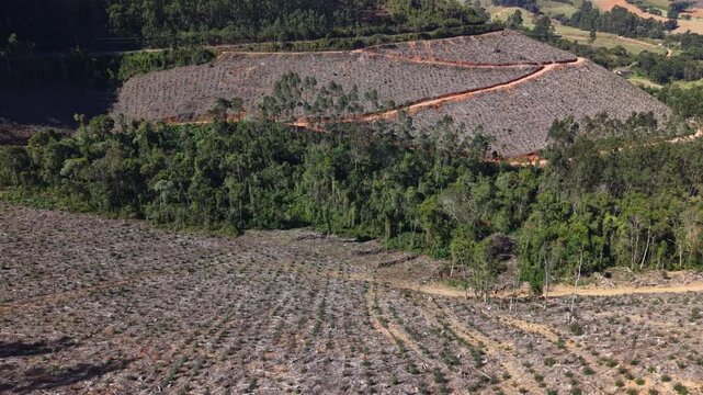 Aerial view of a young tree plantation with rows of saplings, cleared land, dirt access roads, and patches of native forest in Brazil.
