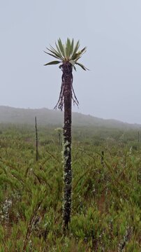 Frailejon plant standing in the colombian paramo